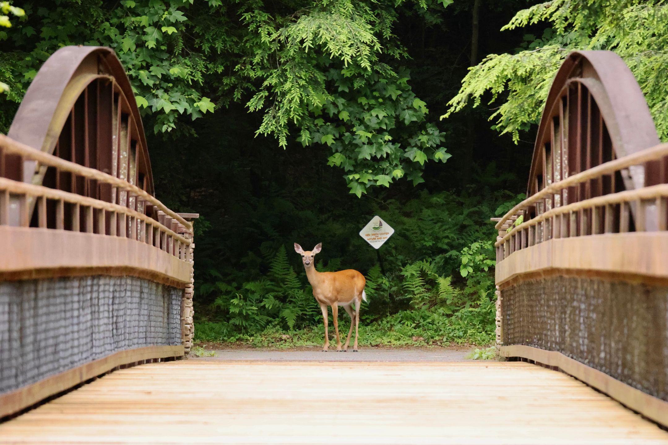 bridge%20deer.JPG