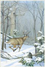 Product Description: 556 2007 Cove Buck Framed or Unframed</br></br>Image Size 12.75″ x 19.25″, Paper Size 17″ x 23″</br></br>Frame: 19.75" x 26.25"</br> 555 2007 Cove Buck Framed or Unframed