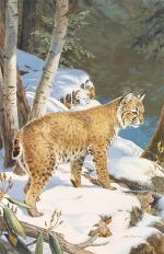 Product Description: 2012 The Hunting Snow Framed or Unframed</br></br>In the dim stillness of a winter forest, a bobcat pauses on wide-padded feet, ears pricked and eyes alert for any sign of prey in the snowy silence. First created for the 1971 cover ofGame Newsmagazine, this acrylic painting is one of the most closely associated with Ned Smith, since it has appeared for more than 40 years on the cover of his iconic book,Gone for the Day. But this beautiful depiction of one of Pennsylvania’s most mysterious and lovely animals has never been available as a fine art print–until now.</br></br>Frame Size: 18″ x24″ Opening:12.5" x 18.5"</br> 645 2012 The Hunting Snow Framed or Unframed