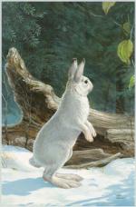 Product Description: 523 2004 Snowshoe Hare Framed or Unframed</br></br>Frame Size 18″ x 24″ Opening12.5″ x 18″</br> 522 2004 Snowshoe Hare Framed or Unframed