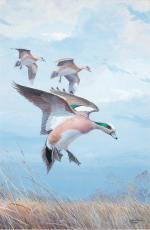 Product Description: 579 2009 American Wigeon Framed or Unframed</br></br>A trio of American Wigeon – two drakes and a hen – drop into the winter-brown bulrused of a marsh, the vanguard of the spring waterfowl migration. Now this acrylic, originally commissioned for the March 1982 cover ofPennsylvania Game Newsmagazine – is available as a limited-edition print from the Ned Smith Center for Nature and Art.</br></br>Frame size 22" x 30" Frame opening is 16.5" x24.5"</br> 579 2009 American Wigeon Framed or Unframed