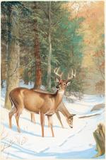 Product Description: 1516 2014 Wary Crossing Framed or Unframed</br></br>Fresh boot tracks in the snow mean danger for a buck and doe whitetail, who pause to test the air and sniff the prints on a crisp winter’s day. </br></br>This acrylic painting by Ned Smith, commissioned byGame Newsmagazine, appeared on its cover in December 1971 – just in time for deer season.</br></br>Frame Size: 18″ x 24″ Opening:13″ x 18.75″</br> 1516 2014 Wary Crossing Framed or Unframed