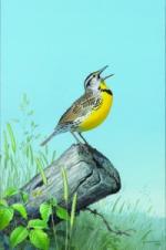 Product Description: 2013 Eastern Meadowlark Framed or Unframed</br></br>Tipping back its head, an Eastern meadowlark spills his sweet song – a clear, piercing whistle that sounds like “Spring of the year!” – across a verdant rural landscape.</br></br>This 1978 painting by Ned Smith, long in a private collection, is offered as a limited edition art print for the first time.</br></br>Frame Size: 19" x 25" Opening: 13.5" x 19.5"</br> 1504 2013 Eastern Meadowlark Framed or Unframed
