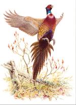 Product Description: 2011 Flushing Pheasant Framed or Unframed</br></br>Exploding from a tangled fence row with a raucous squawk and the rattle of flailing wings, a male ring-necked pheasant towers into the autumn sun, the light glinting off his impossibly beautiful plumage. This watercolor, commissioned by the Pennsylvania Game Commission for the November 1975 cover of its magazine Game News, has never been published as a fine art print. Bob Bell, former Game News editor and an expert on the ringneck, said of this work, “Ned Smith’s painting shows this gamebird in all his splendor. Nobody, at any time or any place, ever did it better.”</br></br>Image size: 14.5″x 20″  Opening: 23.25" Framesize: 21.25" X 28"</br> 1491 2011 Flushing Pheasant Framed or Unframed