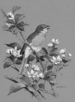 Product Description: Yellow-Breasted Chat: Gone for the Day Framed or Unframed</br></br>Ned Smith was inspired not only by the beauty of the yellow chat, but by the chat’s acrobatics and mimicry. This illustration accompanied a June 1968 installment of “Gone for the Day.”</br>The print will be released in an edition of 600 prints, the same edition size that Ned Smith used during his lifetime.</br></br>Frame Size: 16.5" x 22" Opening: 11x16</br> 723 Yellow-Breasted Chat; GFTD Framed or Unframed