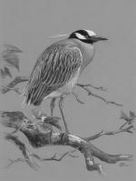 Product Description: Yellow-Crowned Night Heron: Gone for the Day Framed or Unframed</br></br>A May 1968 visit to a friend’s home in Cumberland County gave Ned a unique opportunity to study a pair of yellow-crowned night herons as they fed along the Yellow Breeches Creek. Ned described these exotic-looking birds as “singularly handsome.”</br>The print will be released in an edition of 600 prints, the same edition size that Ned Smith used during his lifetime.</br></br>Frame Size: 16.5" x 22" Opening: 11x16</br> 727 Yellow-Crowned Night Heron: GFTD Framed or Unf